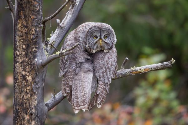 Great Grey Owl, Grand Teton Natio<em></em>nal Park, USA