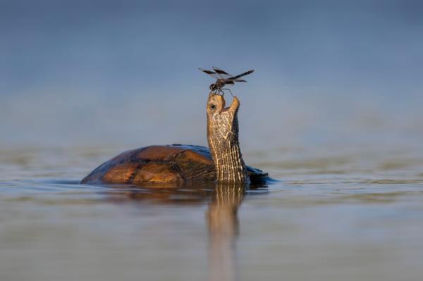   the-happy-turtle - Swamp Turtle Dragonfly