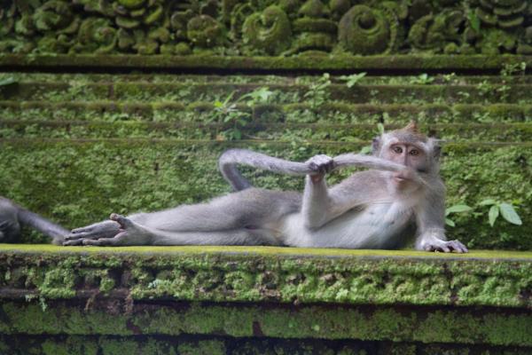 The-rainforest-dandy - Monkey, Bali
