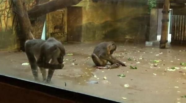 A mo<em></em>nkey at a zoo in Czechia was spotted chowing down on the corpse of her own child after it died, leaving scientists baffled
