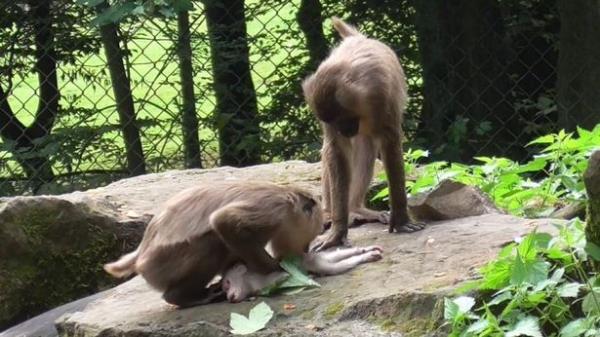 A mo<em></em>nkey at a zoo in Czechia was spotted chowing down on the corpse of her own child after it died, leaving scientists baffled