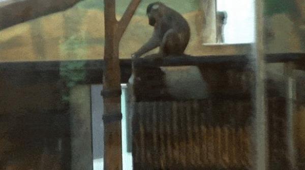 A mo<em></em>nkey at a zoo in Czechia was spotted chowing down on the corpse of her own child after it died, leaving scientists baffled