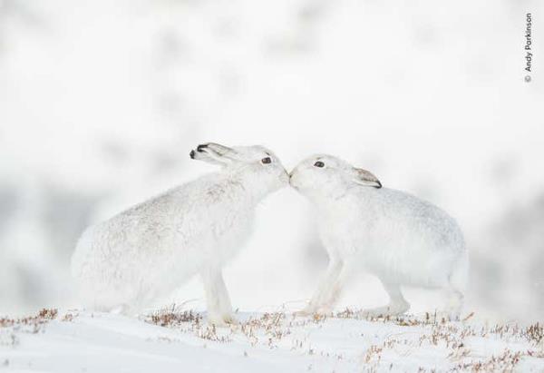 Image for article titled Pick the Best Image in This Nature Photography Contest