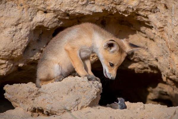 Image for article titled Pick the Best Image in This Nature Photography Contest
