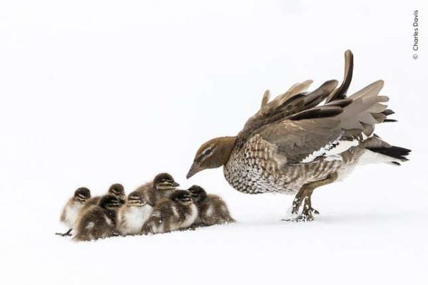 Image for article titled Pick the Best Image in This Nature Photography Contest