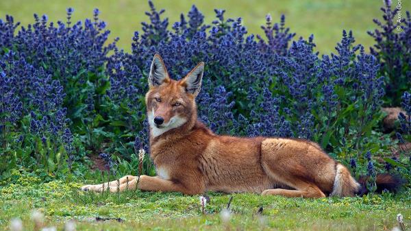 Image for article titled Pick the Best Image in This Nature Photography Contest