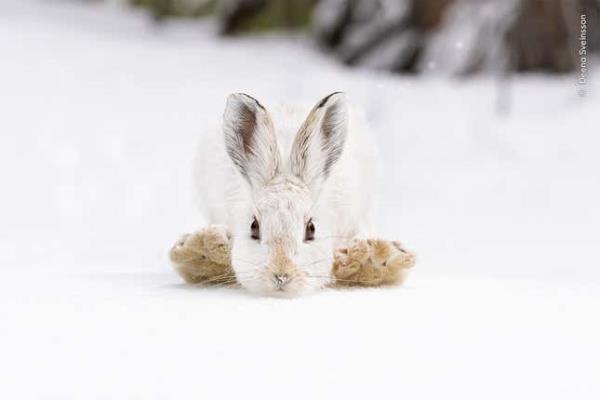 Image for article titled Pick the Best Image in This Nature Photography Contest