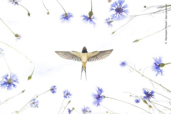 Image for article titled Pick the Best Image in This Nature Photography Contest
