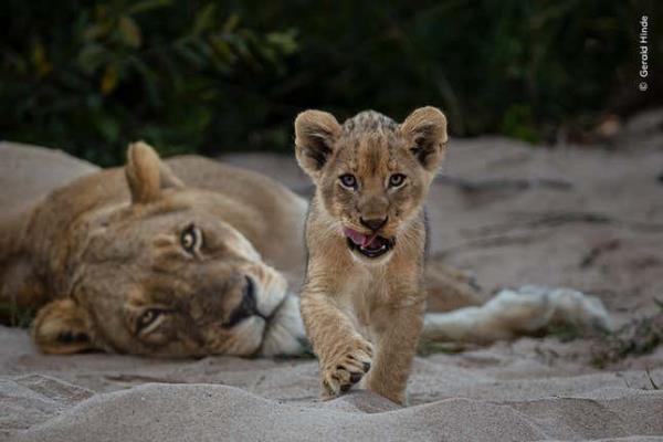 Image for article titled Pick the Best Image in This Nature Photography Contest