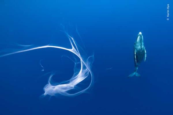 Image for article titled Pick the Best Image in This Nature Photography Contest