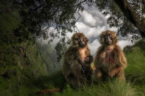 Image for article titled Pick the Best Image in This Nature Photography Contest