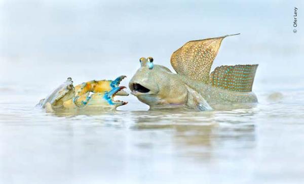 Image for article titled Pick the Best Image in This Nature Photography Contest