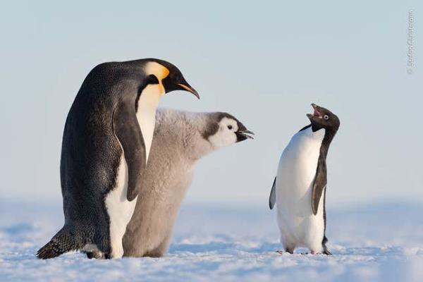 Image for article titled Pick the Best Image in This Nature Photography Contest