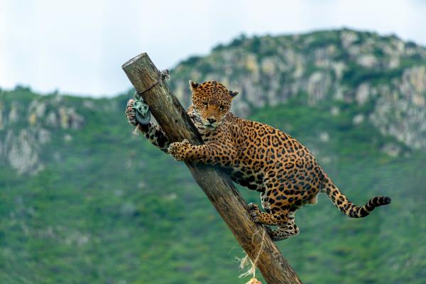 A jaguar climbing up a diago<em></em>nal wooden pole.