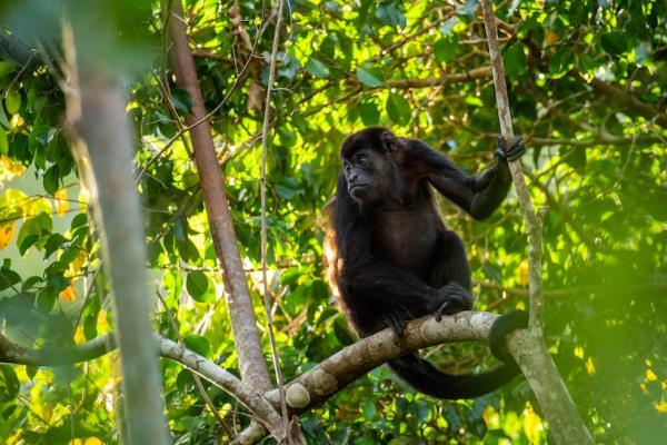 A black mo<em></em>nkey in a tropical forest canopy.