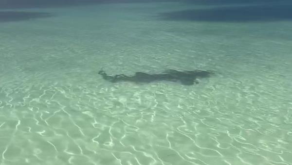 Shark