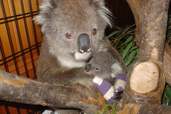 Koala mother Elsa was badly burned protecting her joey Sunshine after the 2006 Sto<em></em>neyford fires in Victoria but both were saved and released back into the wild.