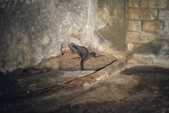The abando<em></em>ned tunnels have become a refuge for wildlife, including water dragons. 