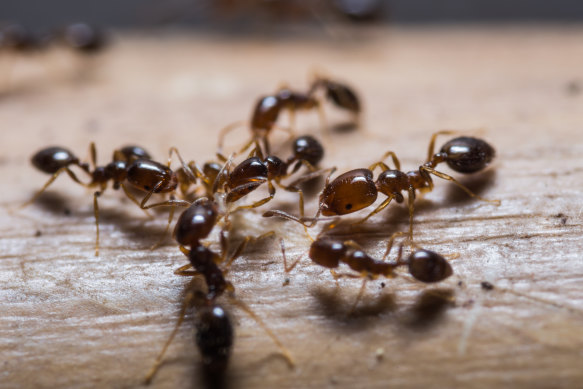 Experts say there could be up to 175,000 allergic reactions in a natio<em></em>nal fire ant outbreak.